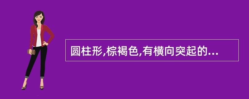 圆柱形,棕褐色,有横向突起的皮孔及纵皱纹( )