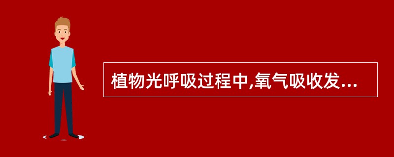 植物光呼吸过程中,氧气吸收发生的部位是