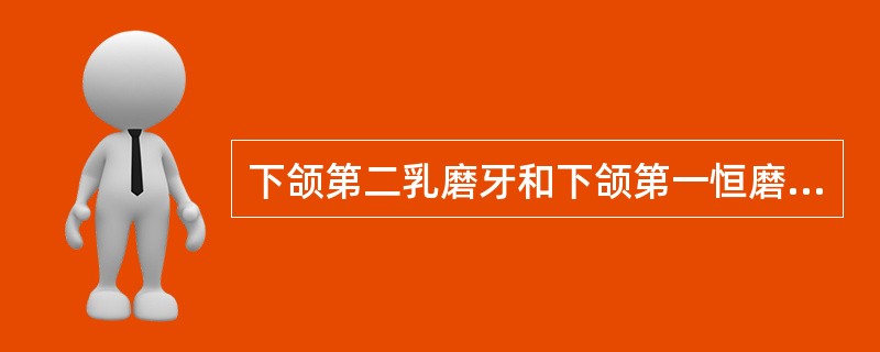 下颌第二乳磨牙和下颌第一恒磨牙形态近似位置彼此相邻,容易混淆,下列哪项不是第二乳