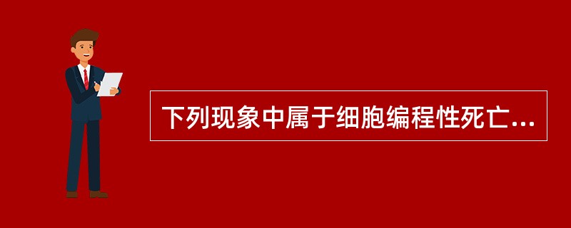 下列现象中属于细胞编程性死亡的是