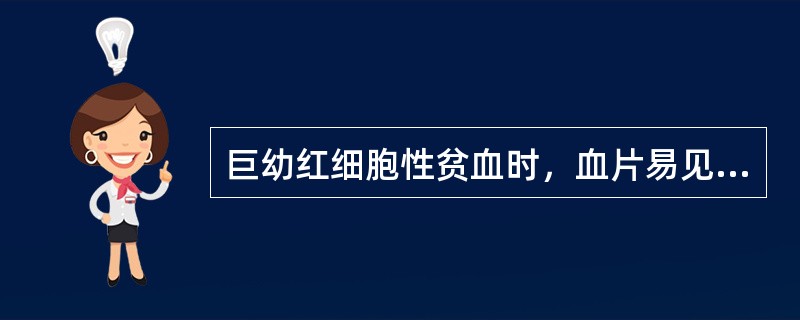 巨幼红细胞性贫血时，血片易见（）。