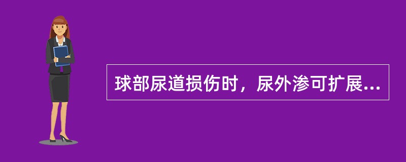 球部尿道损伤时，尿外渗可扩展至()