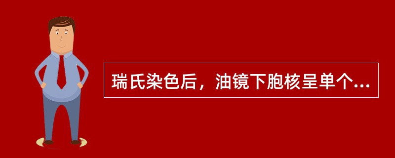 瑞氏染色后，油镜下胞核呈单个、圆形，染色质粗大块状，胞质呈透明、淡蓝色的白细胞为