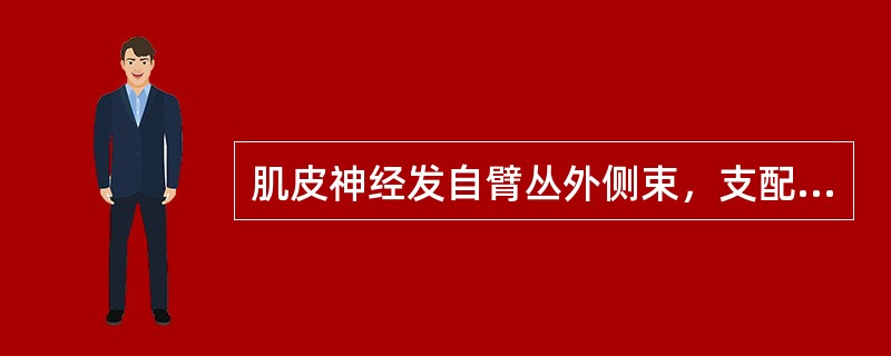 肌皮神经发自臂丛外侧束，支配肱二头肌、肱桡肌和肱肌。