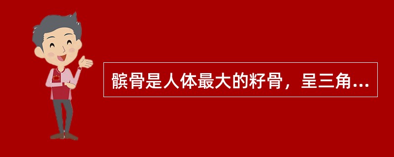 髌骨是人体最大的籽骨，呈三角形，与股骨髌面相关节。