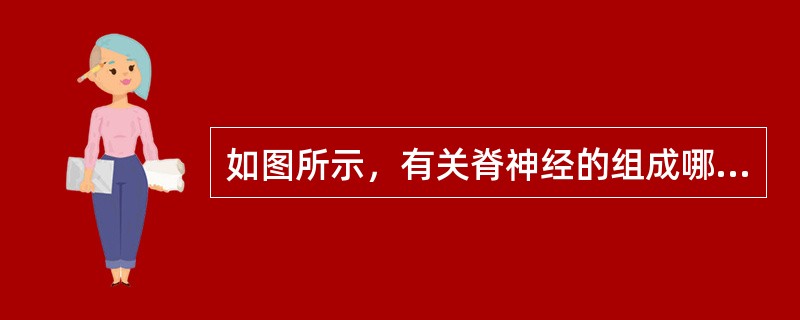 如图所示，有关脊神经的组成哪项不对（）