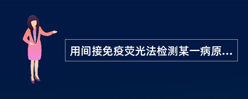 用间接免疫荧光法检测某一病原微生物，其荧光素应标记在()