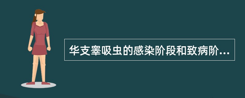 华支睾吸虫的感染阶段和致病阶段分别为（）