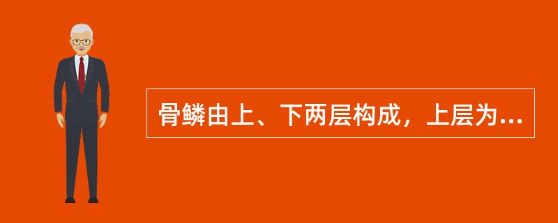 骨鳞由上、下两层构成，上层为（），下层为（），上层的生长方式为（）。