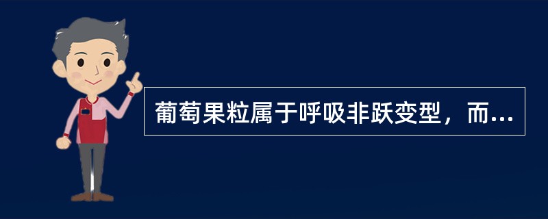 葡萄果粒属于呼吸非跃变型，而穗轴属于跃变型。