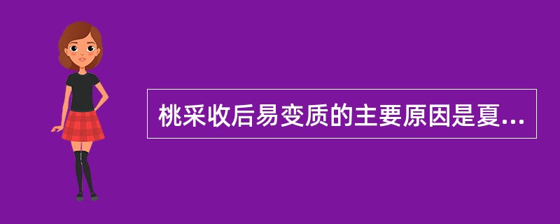 桃采收后易变质的主要原因是夏季成熟、酶的活性强、呼吸强度大，低温贮藏易发生冷害等