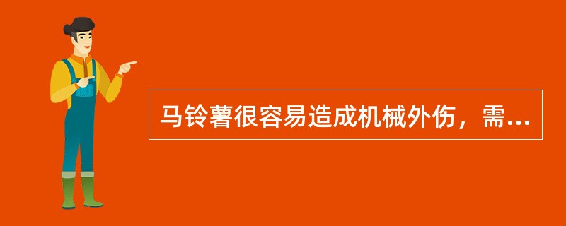 马铃薯很容易造成机械外伤，需要进行5—7天的（）