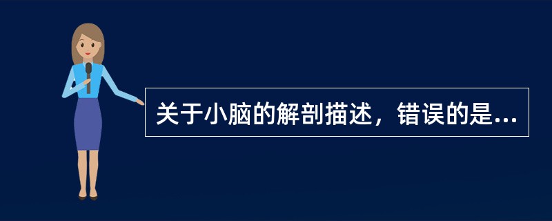 关于小脑的解剖描述，错误的是哪一项（）