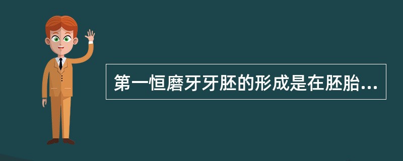 第一恒磨牙牙胚的形成是在胚胎的第（）。