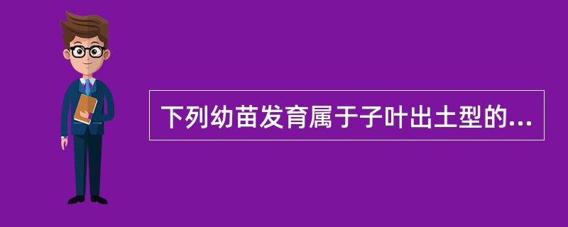 下列幼苗发育属于子叶出土型的是（）.