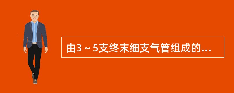 由3～5支终末细支气管组成的肺结构称为（）