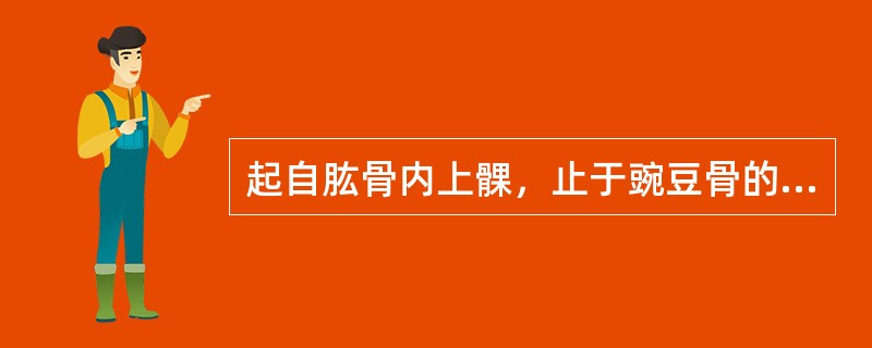 起自肱骨内上髁，止于豌豆骨的肌是（）