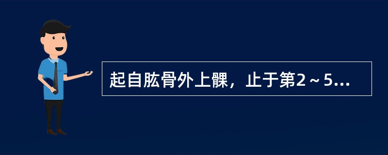 起自肱骨外上髁，止于第2～5指中节指骨体两侧的肌是（）