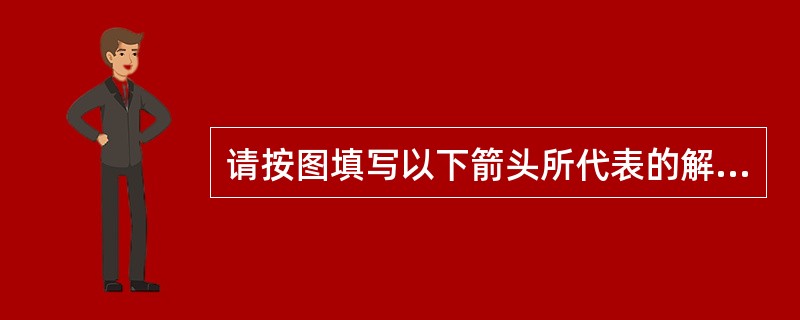 请按图填写以下箭头所代表的解剖学名称：A:________;B:________