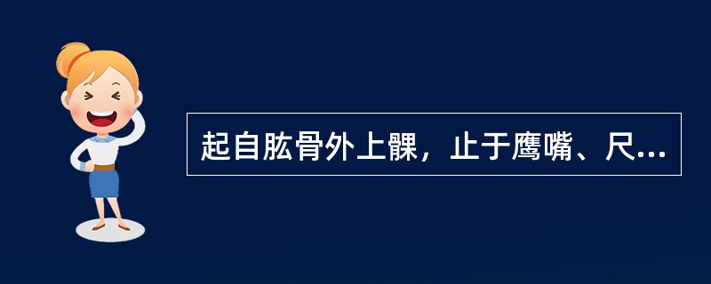 起自肱骨外上髁，止于鹰嘴、尺骨背面上1/4部的肌是（）