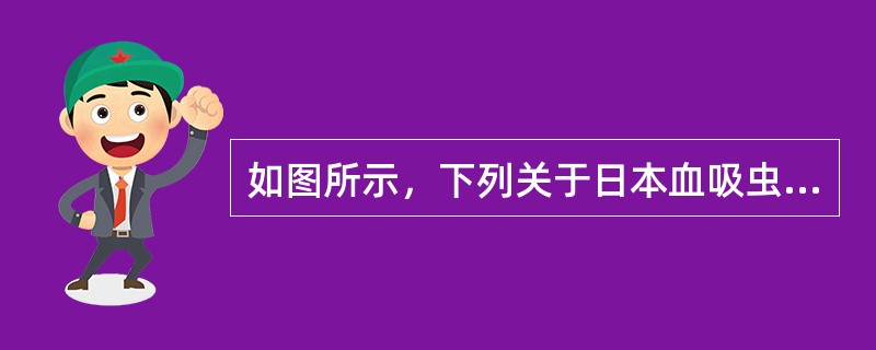 如图所示，下列关于日本血吸虫的描述，哪项是正确的（）