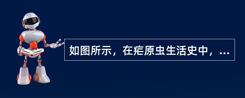 如图所示，在疟原虫生活史中，疟原虫在蚊虫体内属于哪个阶段（）