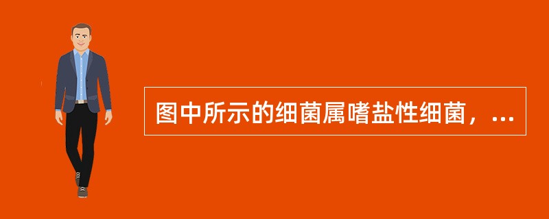 图中所示的细菌属嗜盐性细菌，最可能为下列哪个选项（）