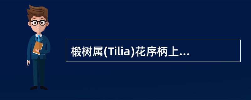椴树属(Tilia)花序柄上的膜质舌状物为()。