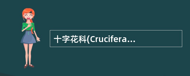 十字花科(Cruciferae)的菘蓝(大青)的根可作“板蓝根”入药。()