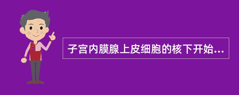 子宫内膜腺上皮细胞的核下开始出现含糖原小泡,相当于子宫内膜周期中的