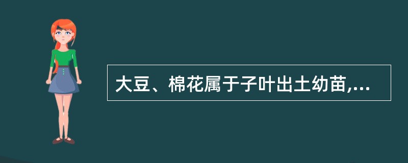 大豆、棉花属于子叶出土幼苗,而蚕豆、豌豆、玉米为子叶留土幼苗。()