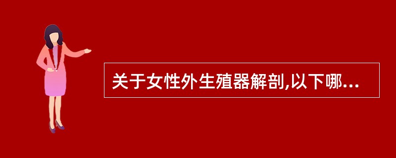 关于女性外生殖器解剖,以下哪项错误