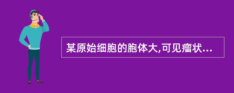 某原始细胞的胞体大,可见瘤状突起,核染色质颗粒状,可见明显的核仁,胞质深蓝色,无