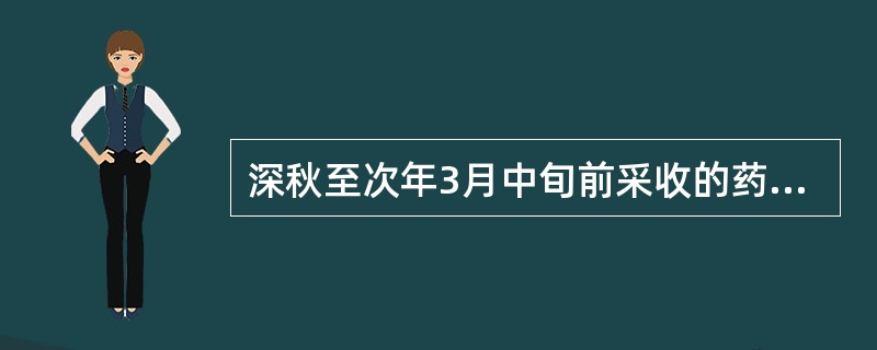 深秋至次年3月中旬前采收的药材为( )