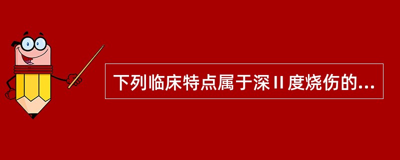 下列临床特点属于深Ⅱ度烧伤的是( )A、伤及真皮乳头层B、水疱较大C、创底鲜红D