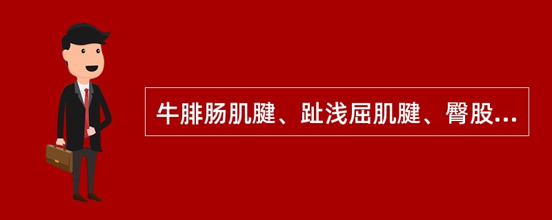 牛腓肠肌腱、趾浅屈肌腱、臀股二头肌腱和半腱肌腱合成一粗而坚硬的腱索称( ).