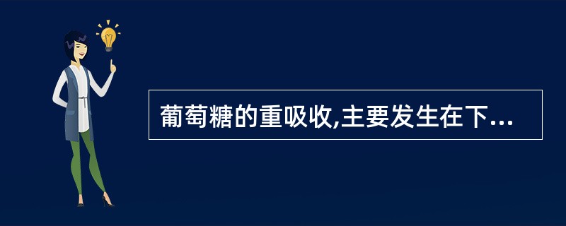 葡萄糖的重吸收,主要发生在下述哪一部位