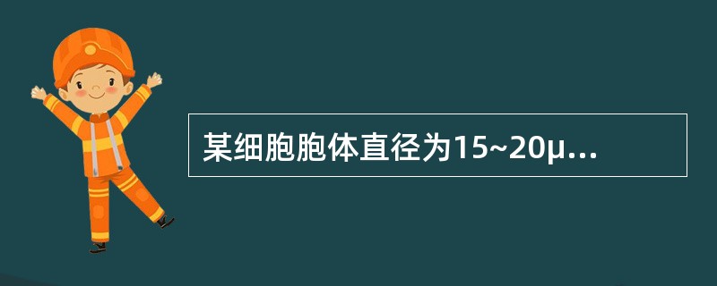 某细胞胞体直径为15~20μm,圆形,边缘有瘤状突起;胞核圆形,核染色质呈颗粒状