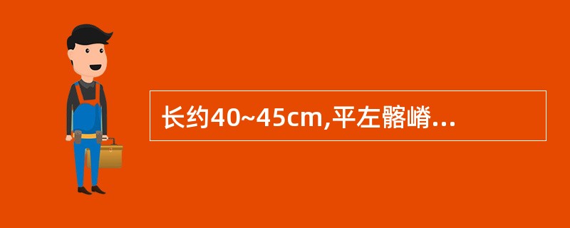 长约40~45cm,平左髂嵴处接续降结肠,呈乙字形弯曲,至第3骶椎前面移行于直肠