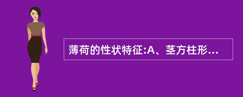 薄荷的性状特征:A、茎方柱形B、表面紫棕色,棱角处具茸毛C、单叶对生,表面有凹点