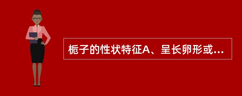 栀子的性状特征A、呈长卵形或椭圆形B、表面棕红色,具有6条翅状纵棱C、果皮薄而脆