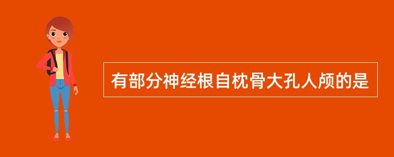 有部分神经根自枕骨大孔人颅的是