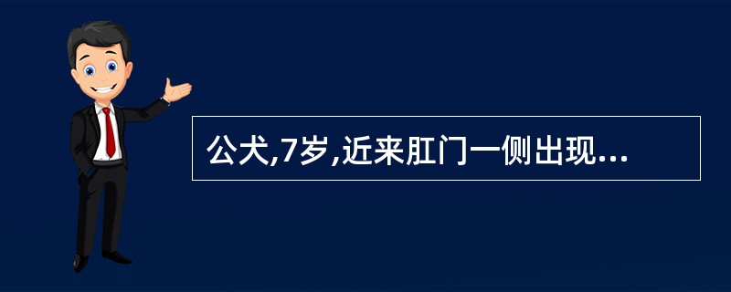 公犬,7岁,近来肛门一侧出现局限性圆形隆起,无热无痛,界限清楚。直肠检查时,直肠