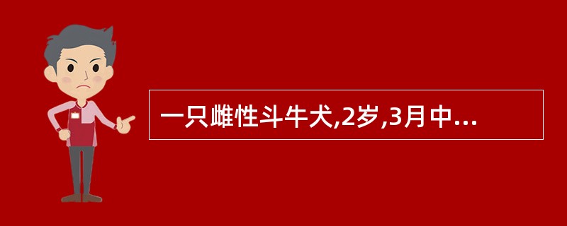 一只雌性斗牛犬,2岁,3月中旬阴门肿胀,有血样分泌物流出,1周后有一红色球状物突