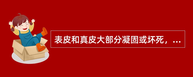 表皮和真皮大部分凝固或坏死，原有组织结构消失。3～4周后皮肤才能愈合，表面的新生