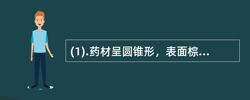 (1).药材呈圆锥形，表面棕黄色或深黄色，上部较粗糙，有扭曲的纵皱或不规则网纹，