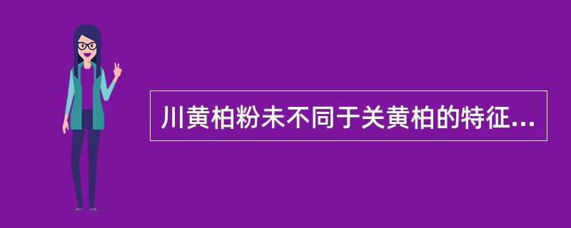 川黄柏粉未不同于关黄柏的特征是：石细胞大多呈分枝状.
