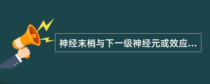 神经末梢与下一级神经元或效应器的接头，称为()