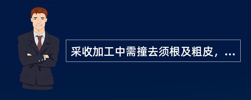 采收加工中需撞去须根及粗皮，晒干的药材是（）