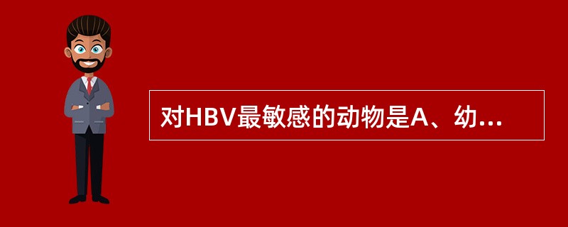 对HBV最敏感的动物是A、幼猪B、黑猩猩C、家兔D、豚鼠E、鸭